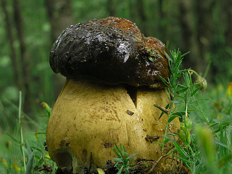 una dedica a Gi� ed Enzo (il liguaggio dei funghi)